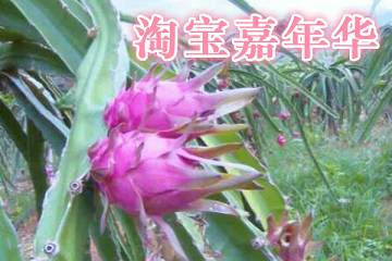 淘寶嘉年華[運(yùn)動(dòng)鞋服包行業(yè)]會(huì)場招商規(guī)則是什么